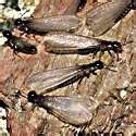 Termite Swarmer