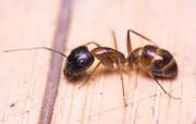 Odorus House Ant